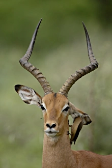 Images Dated 13th November 2007: Male Impala (Aepyceros melampus) with a Red-Billed Oxpecker (Buphagus erythrorhynchus)