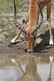 Watering Hole Prints: Male impala (Aepyceros melampus) drinking, Serengeti National Park, Tanzania