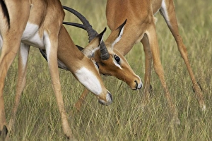 Serengeti Prints: Two male impala (Aepyceros melampus) fighting, Serengeti National Park