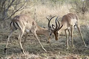 Confrontation Gallery: Two male impala (Aepyceros melampus) fighting