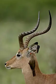 Male Impala (Aepyceros melampus) with a Red-Billed Oxpecker (Buphagus erythrorhynchus)