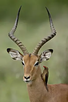 Male Impala (Aepyceros melampus) with a Red-Billed Oxpecker (Buphagus erythrorhynchus)