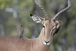 Male impala (Aepyceros melampus) with two red-billed oxpeckers (Buphagus erythrorhynchus)
