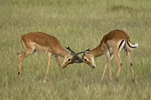 Images Dated 27th January 2005: Two male impala (Aepyceros melampus) sparring, Serengeti National Park