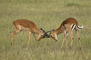 Images Dated 27th January 2005: Two male impala (Aepyceros melampus) sparring, Serengeti National Park