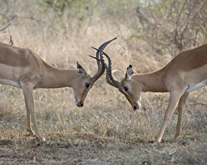 Images Dated 31st October 2006: Two male impala (Aepyceros melampus) sparring, Kruger National Park, South Africa, Africa