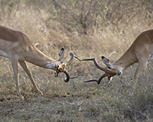 Images Dated 31st October 2006: Two male impala (Aepyceros melampus) sparring, Kruger National Park, South Africa, Africa