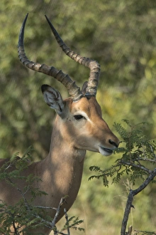 Horned Prints: Male impala buck browsing on vegetation, Kruger National Park, South Africa, Africa