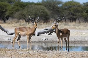 Horned Prints: Two male impalas (Aepyceros melampus) at waterhole, Botswana, Africa