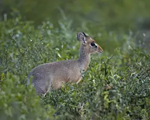 Serengeti Prints: Male Kirks dik dik (Kirks dik-dik) (Madoqua kirkii)