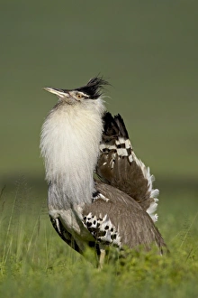 Images Dated 6th February 2007: Male Kori bustard (Ardeotis kori) displaying, Ngorongoro Crater, Ngorongoro Conservation Area