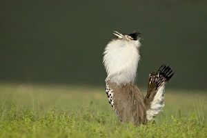 Images Dated 6th February 2007: Male kori bustard (Ardeotis kori) displaying, Ngorongoro Crater, Ngorongoro Conservation Area