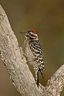 Images Dated 26th March 2010: Male ladder-backed woodpecker (Picoides scalaris), The Pond, Amado, Arizona