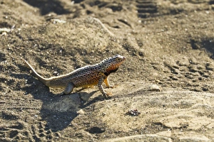 Santa Cruz Island Prints: Male lava lizard (Microlophus spp)