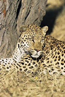 Relaxing Prints: Male leopard