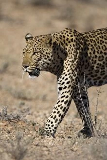 Male leopard (Panthera pardu), Kgalagadi Trans froniter Park, Northern Cape