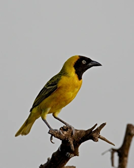 Images Dated 15th November 2007: Male Lesser Masked Weaver (Ploceus intermedius), Kruger National Park, South Africa