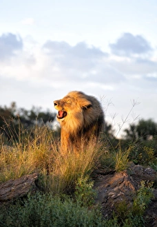 Windhoek Prints: Male lion bathed in evening light and roaring, Amani Lodge, near Windhoek, Namibia, Africa