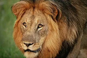 Safari Animals Gallery: Male Lion, Marataba, Marakele National Park, South Africa, Africa