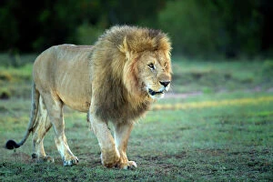 Safari Animals Gallery: Male lion, Masai Mara, Kenya, East Africa, Africa