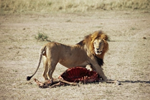 Male lion (Panthera leo)