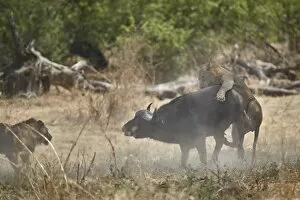 Confrontation Gallery: Two male lion (Panthera leo) attacking a Cape Buffalo (African Buffalo) (Syncerus caffer)