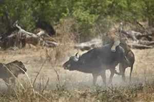 Confrontation Prints: Two male lion (Panthera leo) attacking a Cape Buffalo (African Buffalo) (Syncerus caffer)