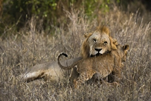 Panthera Prints: A male lion (Panthera leo) with its cub, Tsavo, Kenya, East Africa, Africa
