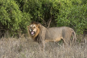 Panthera Prints: A male lion (Panthera leo), doing the flehmen grimace, Tsavo, Kenya, East Africa, Africa