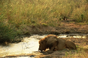 Mala Mala Prints: Male lion (Panthera leo) drinking