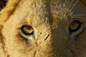 Male lion (Panthera leo) face