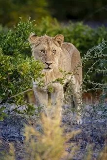 Male lion (Panthera leo) juvenile, Moremi, Okavango Delta, Botswana, Africa