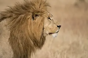 Mane Prints: Male lion (Panthera Leo) of the Lemek pride in Lemek Conservancy, Masai Mara, Kenya