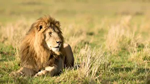 Masai Mara Prints: Male lion (Panthera leo), Masai Mara, Kenya, East Africa, Africa
