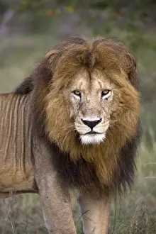 Mane Prints: Male lion (Panthera leo), Masai Mara National Reserve, Kenya, East Africa, Africa