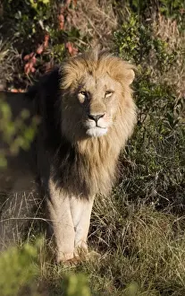 Male lion (Panthera leo), Masai Mara National Reserve, Kenya, East Africa, Africa