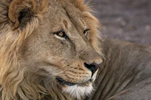 Savannah Prints: Male lion (Panthera leo), Mashatu Game Reserve, Botswana, Africa