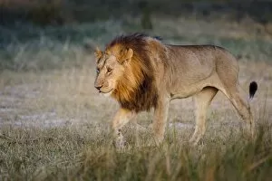Male lion (Panthera leo), Moremi, Okavango Delta, Botswana, Africa