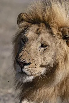 Male lion (Panthera leo), Ndutu, Ngorongoro Conservation Area, UNESCO World Heritage Site
