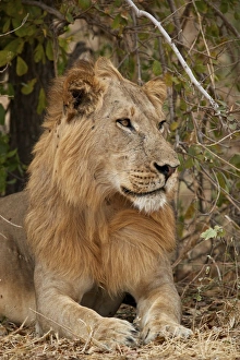 Lying On Front Prints: Male lion (Panthera leo), Ruaha National Park, Tanzania, East Africa, Africa