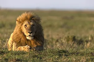 Male lion (Panthera leo) in savanna, Masai Mara National Reserve, Kenya, East Africa