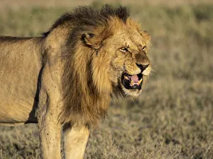Male Animal Prints: A male lion (Panthera leo), Serengeti National Park, Tanzania, East Africa, Africa