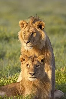 Images Dated 11th February 2007: Two male lion (Panthera leo), Serengeti National Park, Tanzania, East Africa, Africa