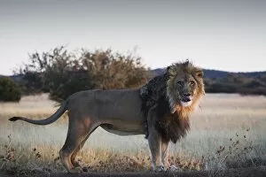 Lion Collection: Male lion (Panthera leo), showing tongue, AfriCat Foundation, Okonjima