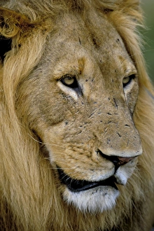 Looking To Side Prints: Male lion (Panthero leo)