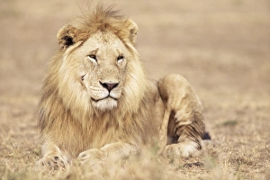 Rest Prints: Male lion resting in the grass