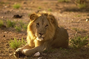 Samburu Prints: Male lion, Samburu National Reserve, Kenya, East Africa, Africa