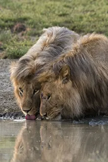 Serengeti Prints: Two male lions (Panthera leo) drinking, Ndutu, Ngorongoro Conservation Area, Serengeti