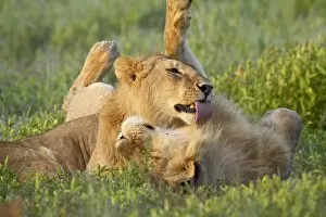Two male lions (Panthera leo) grooming, Serengeti National Park, Tanzania