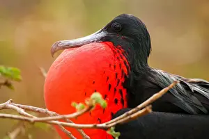 Animal Behaviour Prints: Male Magnificent Frigatebird (Fregata magnificens) with inflated gular sac